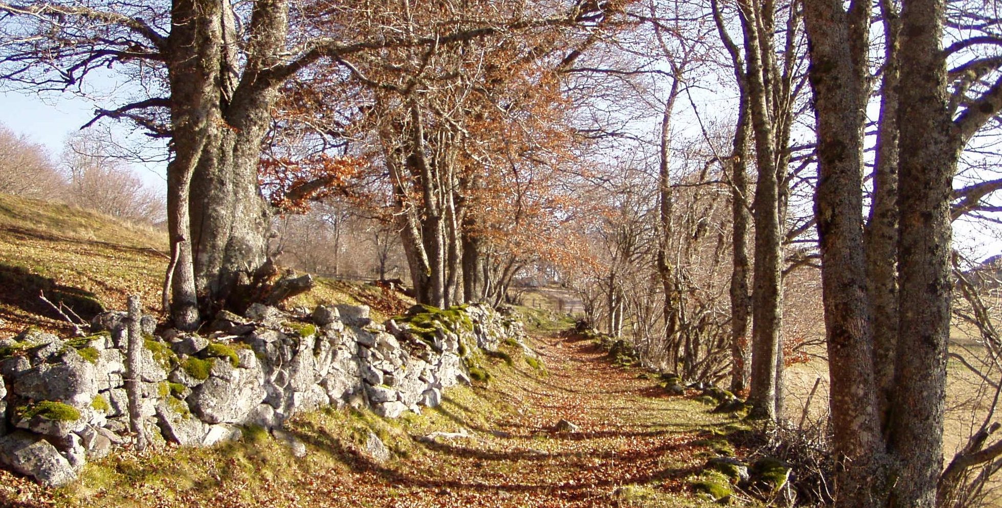Chemin creux en automne, dans le Cantal. Photo ©Alta Terra
